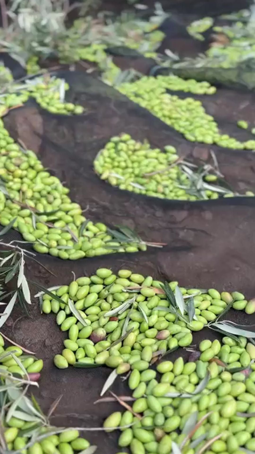 Por qué la extracción en frío mejora la calidad del AOVE