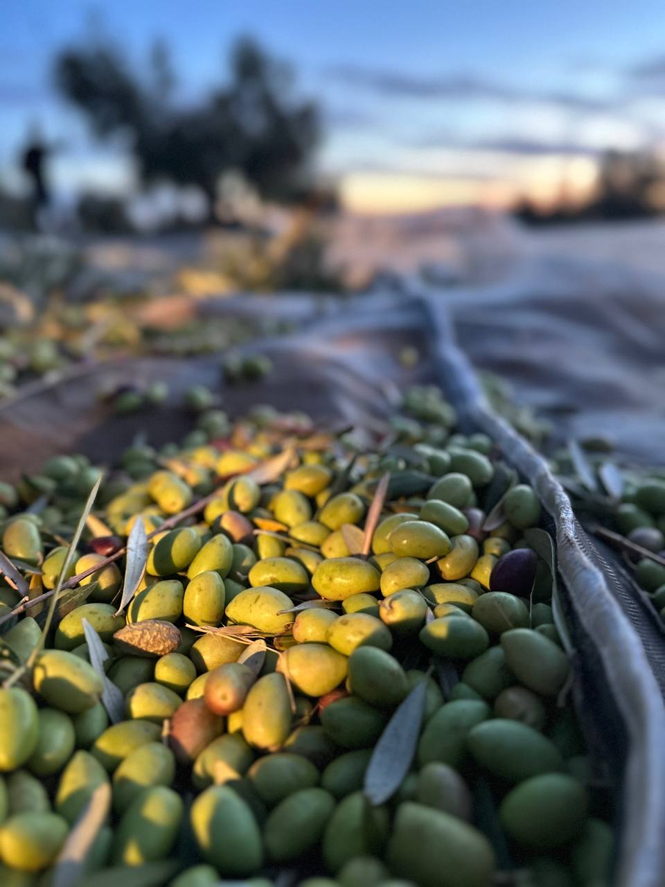 Beneficios del Aceite de Oliva Virgen Extra de Recolección Temprana